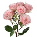 Роза куст-Rosa sp-Constellation-53cm-TB 1a9455a0-9d69-11f0-0a80-0d170000ecef
