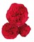 Роза куст-Rosa sp-Red Piano-60cm-CN 793c696d-6fe1-11ed-0a80-07fd0043e26f