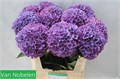 Гортензия-Hydrangea-M Glow Alps Pa-80cm 02247619-73cd-11f0-0a80-01d40001330f
