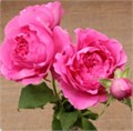 Роза куст-Rosa sp-Princess Meiko-53cm-TB 1aa09d38-9d69-11f0-0a80-0d170000ecfb