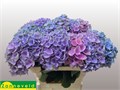 Гортензия-Hydrangea-M Mag Opal-80cm 733a39c8-f138-11ec-0a80-062600080795