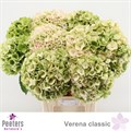 Гортензия-Hydrangea-M Ch Verena Cl-80cm 4251577e-2968-11ef-0a80-119b00206e32