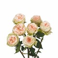 Роза куст-Rosa sp-Pavlova-53cm-TB 1aa8ca70-9d69-11f0-0a80-0d170000ed04