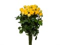 Роза куст-Rosa sp-Tarantella-52cm-TB 1ab8601d-9d69-11f0-0a80-0d170000ed13