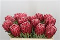 Протея-Protea-Venus-60cm 0224a7f5-bfa5-11ec-0a80-0b4c000780d1