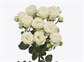 Роза куст-Rosa sp-Snowy Blossom-52cm-TB 1ac03a7f-9d69-11f0-0a80-0d170000ed19