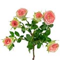 Роза куст-Rosa sp-Paparazzi-52cm-TB 1ac44f2e-9d69-11f0-0a80-0d170000ed1c
