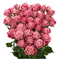 Роза куст-Rosa sp-Flinders lane-52cm-TB 1ac6e42a-9d69-11f0-0a80-0d170000ed1f