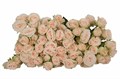 Роза куст-Rosa sp-Roslin-52cm-TB 1ac9873f-9d69-11f0-0a80-0d170000ed22