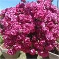 Роза куст-Rosa sp-Fiction-52cm-TB 1acb9406-9d69-11f0-0a80-0d170000ed25