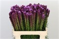 Лиатрис-Liatris-Spicata-90cm 1ad230cc-bfa5-11ec-0a80-0b4c0007999c