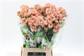 Гвоздика ст-Dianthus st-St Caramel-70cm 1b047f79-bfa4-11ec-0a80-0b4c0006a1b8
