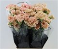 Гвоздика ст-Dianthus st-St Lege Marrone-70cm 1b153d6b-bfa4-11ec-0a80-0b4c0006a1c8
