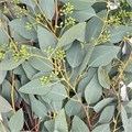 Эвкалипт-Eucalyptus-Populus Berries-300гр 1b2131f3-19de-11f0-0a80-0b60000abd94