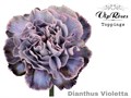 Гвоздика ст-Dianthus st-Violetta-60cm 1b3b4fdb-bfa4-11ec-0a80-0b4c0006a1ed