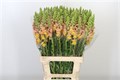 Антирринум-Antirrhinum-Apricot-70cm 1b453b2f-72e4-11ed-0a80-00bd00171355