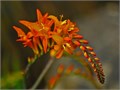 Крокосмия-Crocosmia- Pr Of Orange-65cm 1b485954-bfa5-11ec-0a80-0b4c00079a11