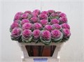 Брассика-Brassica-Crane Carmine-70cm 1b55ba80-72e4-11ed-0a80-00bd0017135b