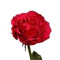 Роза-Rosa-Hot Spot-50cm--JR 1b654d2d-a435-11ef-0a80-0cf1001f5c15