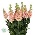Маттиола-Matthiola-Peach-70cm-AO 1b676622-f056-11ef-0a80-030c000ea720
