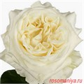 Роза-Rosa-White Ashley-40cm-FL 1b721e81-bfa9-11ec-0a80-0b4c000b09dd