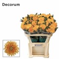Хризантема одн-Chrysant Gr-Rossano Orange-70cm-80gr 1b772882-bfa6-11ec-0a80-0b4c0008804c
