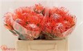 Леукоспермум-Leucospermum-Co Tango-35cm 1b7db94a-72e4-11ed-0a80-00bd00171361