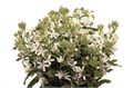 Оксипеталум-Oxypetalum-Alba White-50cm 1b88cd9b-72e4-11ed-0a80-00bd00171364
