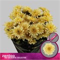 Хризантема куст-Chrysant Tr-Pastela Bellini-70cm-100gr 1bb74815-72e4-11ed-0a80-00bd0017136a