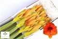 Амариллис St-Hippeastrum St-Klb H%-80cm 1bc8e23e-72e4-11ed-0a80-00bd0017136d