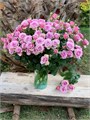 Роза куст-Rosa sp-Samarkand-70cm-RS 023d4326-e6f1-11ee-0a80-1743000073fc
