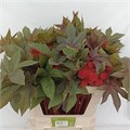 Рицинус-Ricinus-Com Impala-70cm 1bd36f3a-bfa5-11ec-0a80-0b4c00079aa4