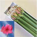 Амариллис St-Hippeastrum St-Ga Pleasure-80cm 1bda2995-72e4-11ed-0a80-00bd00171373