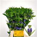 Гентиана-Genti-Blue Sky-70cm 1bdd1ac8-bfa4-11ec-0a80-0b4c0006a28d
