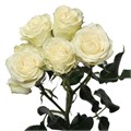 Роза куст-Rosa sp-White Majolica-50cm-IS 1be77bde-b361-11ed-0a80-08f7002058df