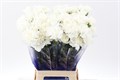 Гвоздика ст-Dianthus st-Delphi Hi-70cm 1beddd11-72e4-11ed-0a80-00bd00171376