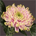 Хризантема одн-Chrysant Gr-Ross Charlotte-70cm-75gr 1bef9d77-bfa6-11ec-0a80-0b4c000880ad