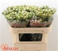 Леукадендрон-Leucadendron-L Ay Ja Pe Vt-70cm 1bf8cd91-72e4-11ed-0a80-00bd00171379