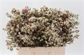Ваксфлауэр-Chamelacium-Un Ella-60cm-60gr 1c0be1b0-72e4-11ed-0a80-00bd0017137c