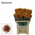 Хризантема одн-Chrysant Gr-Saffina Dark-70cm-85gr 1c11bd24-bfa6-11ec-0a80-0b4c000880c9