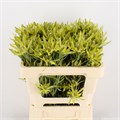 Леукадендрон-Leucadendron-Pisa Spray-50cm 1c201562-72e4-11ed-0a80-00bd00171382