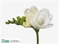 Фрезия-Freesia-Du Essence-54cm-23gr 1c349b00-72e4-11ed-0a80-00bd00171388