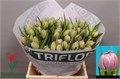 Тюльпан-Tulip-Du Double Price-39cm-39gr 024f0768-b243-11ef-0a80-199e001580fc