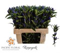 Гентиана-Genti-Kagayaki-60cm 1c367e3a-bfa4-11ec-0a80-0b4c0006a2ec