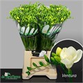 Фрезия-Freesia-Du Ventura-56cm-27gr 1c39ffab-72e4-11ed-0a80-00bd0017138b