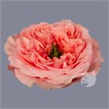 Роза-Rosa-Mandarin Xpression-40cm-JR 1c3f1f32-f8fd-11ee-0a80-146c0018832a