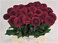 Георгин-Dahlia-Black Fox-60cm 1c552e27-bfa4-11ec-0a80-0b4c0006a30e