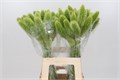 Сетария-Setaria-It Hila-70cm 1c5fec18-bfa5-11ec-0a80-0b4c00079b35