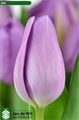 Тюльпан-Tulip-En Alibi-35cm-38gr 1c62a839-72e4-11ed-0a80-00bd00171391
