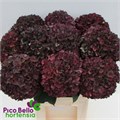 Гортензия-Hydrangea-M Mag Ruby Cl P--90cm 024fdb86-a1dc-11ef-0a80-0bb9001718e9